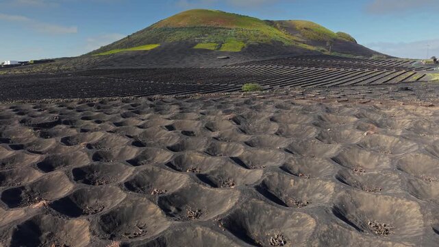 Aerial of unique vineyards in La Geria on Lanzarote, green grapevines grow inside black volcanic pits. Traditional viticulture techniques on Lanzarote Canary Islands. Volcanic wine region of Lanzarote