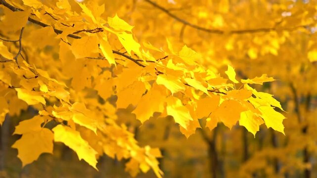 A close-up view of bright yellow maple leaves on a tree branch, creating a vibrant autumn scene
