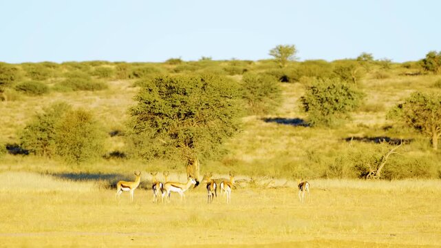 A small herd of Springboks antelopes Grazing before sunset at Mabuasehube, Botswana, South Africa 