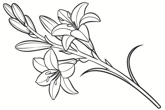 coloring page line art the tuberose flower black vector