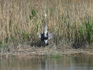 Fototapeta premium A great blue heron standing in the flasher pose, exposing itself to the sunlight to dry its wings and regulate its body temperature. Bombay Hook National Wildlife Refuge, Kent County, Delaware. 