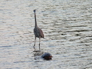 Fototapeta premium A great blue heron, keeping an eye on a pair of mating snapping turtles. Spring season, Bombay Hook National Wildlife Refuge, Kent County, Delaware. 