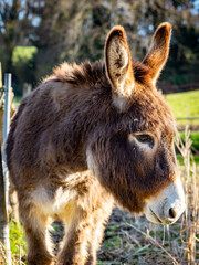 Junger Esel frisst Heu