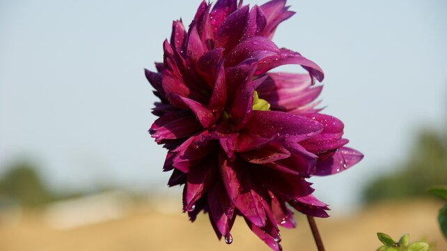 SONY DSC