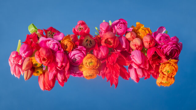 floating spring arrangement with colorful ranunculus and tulip flowers on mirror and their reflection