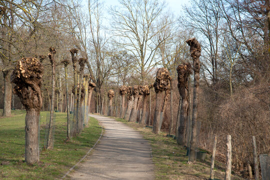 Allee aus Kopfweiden, zur&uuml;ckgeschnitten, Seufzerallee in Hannover an der Leine, Maschsee.