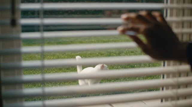 Hand Peeking Through Blinds, Watching White Cat on Green Grass Lawn
