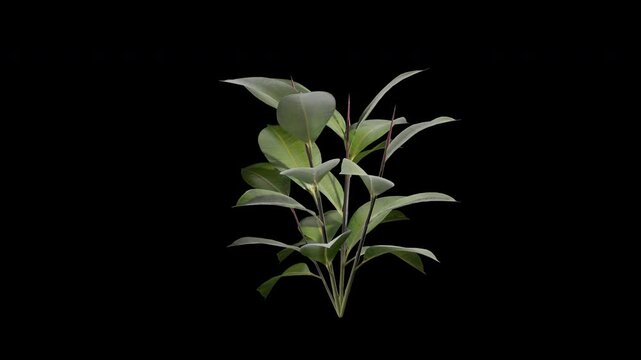 Ficus Plant gently swaying in a soft summer breeze, featuring natural leaf movement and lifelike detail for cinematic nature scenes