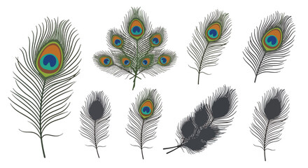 Obraz premium Peacock Feathers Set