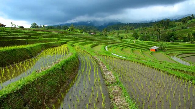 The lush green layers of the Jatiluwih Rice Terraces stretch across the valley under a dramatic cloudy sky in Bali, Indonesia. Traditional Subak irrigation system amidst a stunning tropical landscape.