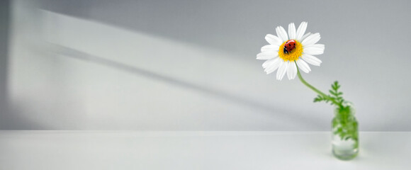 Minimal white daisy with a ladybug in a small glass vase, soft shadows on a light background with wide copy space © Pihuliak