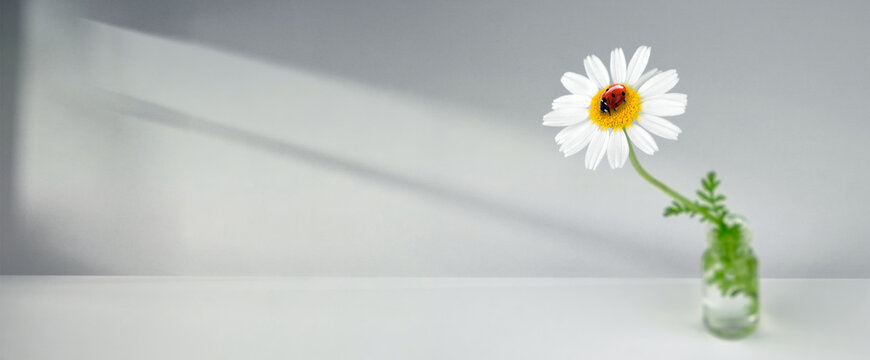 Minimal white daisy with a ladybug in a small glass vase, soft shadows on a light background with wide copy space