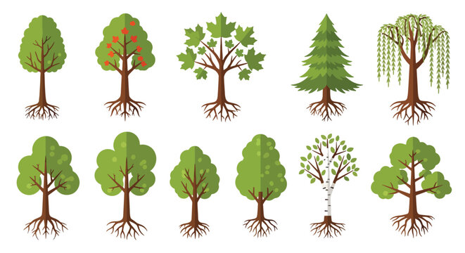 Variety of Tree Illustrations