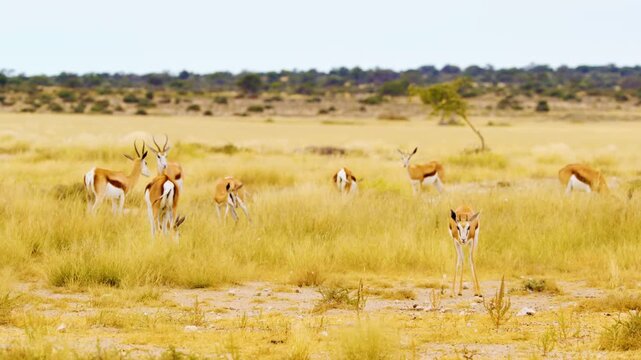 An amazing view of a small herd of Springboks antelopes Grazing together in Mabuasehube, Botswana, South Africa 