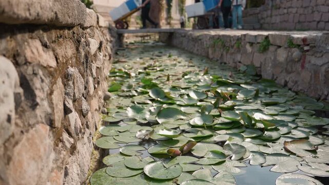 Stone canal crowded with visitors lily pads, shallow water dotted with round leaves, rough stone walls framing narrow walkway, warm sunlight and reflective surface, lively tourist atmosphere and urban