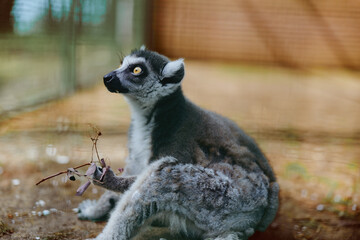 Fototapeta premium Lemur primate animal sitting portrait in an enclosure, close-up of a ringtailed mammal with expressive eyes and soft fur, wildlife and zoo conservation context showing natural behavior.