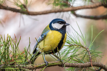Fototapeta premium Cute bird Great tit, songbird sitting on the branch with blurred background