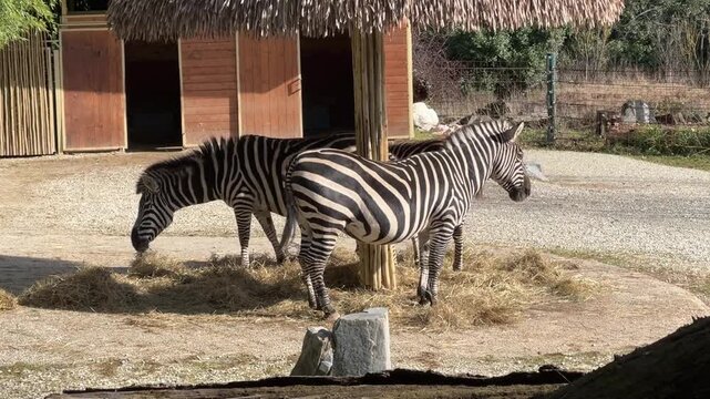 Zebre allo zoo