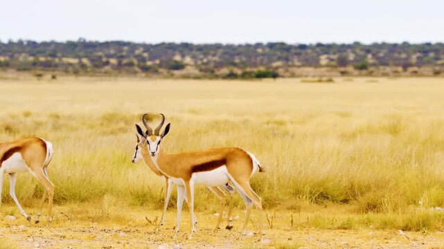 An adorable springbok antelope standing and looking into the Camera at Mabuasehube, Botswana, South Africa 