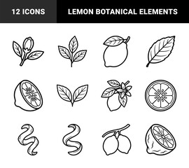Fototapeta premium Lemon citrus fruit and botanical branch line art for organic branding. Minimalist monoline lemon slices, zest, and blossoms for beverage packaging.