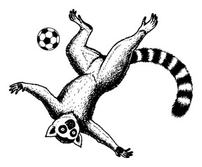 Ring-tailed lemur performing an acrobatic overhead bicycle kick with a soccer ball in woodcut style © AnimalZOO