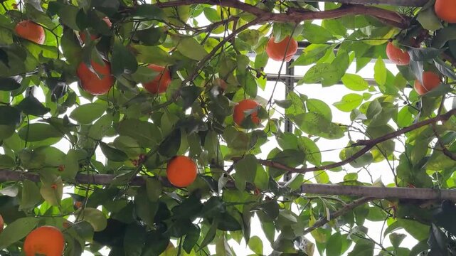 Agrumi su un albero