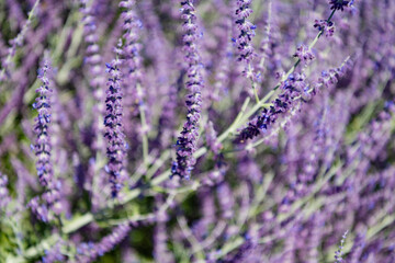 Sprig of Lavender. Field of lavender. Lavender flower in summer. France Provence field. Purple lavender bloom in nature. Composition of nature. Summer blooming flower. Blooming flower field