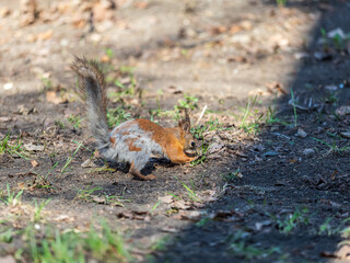Obraz premium Squirrel in autumn hides nuts on the green grass with fallen yellow leaves