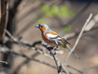 Fototapeta premium Common chaffinch, Fringilla coelebs, sits on a tree. Common chaffinch in wildlife.