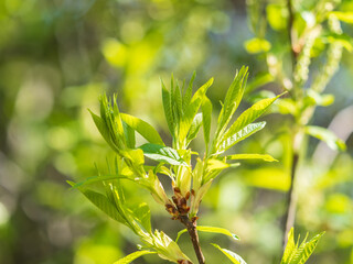 Green bushes with young leaves in the sunset