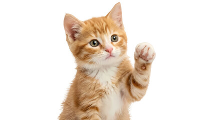 Fototapeta premium Adorable orange tabby kitten waving paw, playful and cute, isolated on transparent background