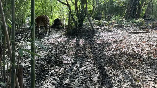 Tigri che camminano nella giungla