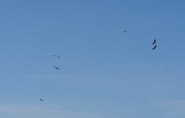 Obraz premium Flock of Birds Flying in Clear Blue Sky With Copy Space