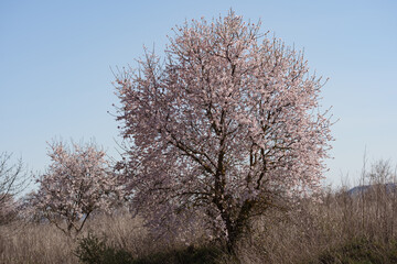 Fototapeta premium Blooming almond tree in spring meadow under blue sky