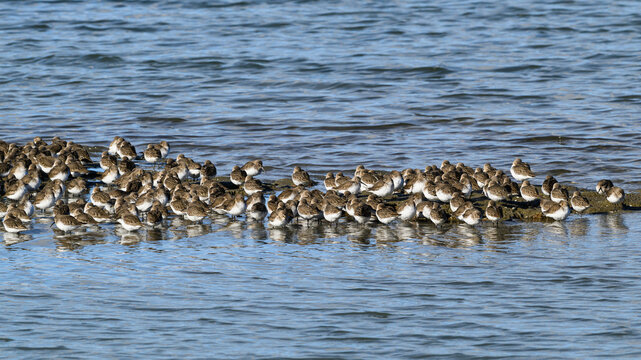 Flock of dunlin calidris alpina in shallow water on flooded farm field in winter