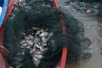 Fresh Tilapia Fish (Mujaer Fish) Caught in Fishing Nets, Grilled Fish Ingredients, Freshwater Fish © Semoga