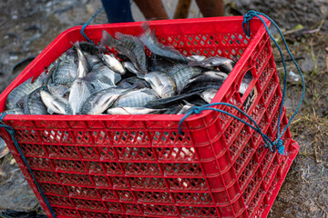 Fresh Tilapia Fish (Mujaer Fish) Caught with Fishing Nets, Grilled Fish Ingredients, Freshwater Fish, Fish Packing in Box © Semoga