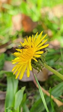 Small bee collecting pollen from yellow dandelion flower on green grass. Closeup view of winged insect gathering nectar for honey production in natural meadow environment.