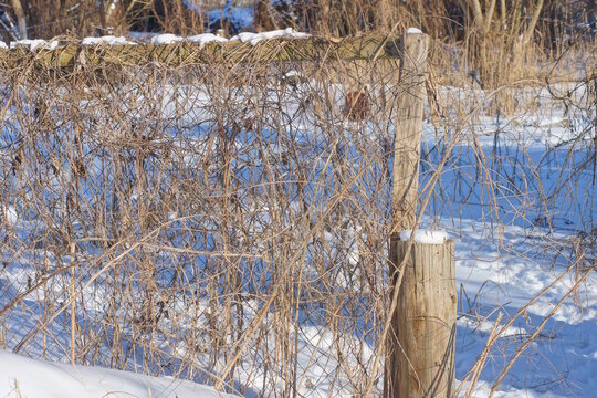 A section of an old fence made of gray metal mesh and wooden planks overgrown with brown dry vegetation in drifts of white snow on a winter street