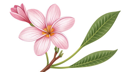 Obraz premium Close-up of a Pink Frangipani Plumeria Flower with Yellow Center, Green Leaves, Tropical Spring Botanical Art