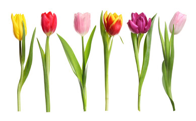 Naklejka premium Set of colorful tulips isolated on white. Spring flowers