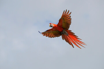 scarlet macaw (Ara macao) in flight, Corcovado National Park, Osa Peninsula, Costa Rica. © Ivan Kuzmin