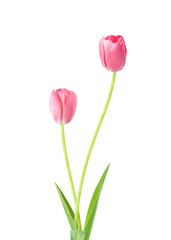 Fototapeta premium Pink tulips on white background. Spring flowers