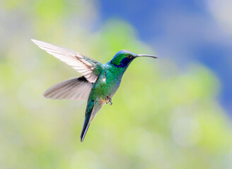 Obraz premium The lesser violetear (Colibri cyanotus), also known as the mountain violet-ear hummingbird, flying, San Jose Province, Costa Rica.