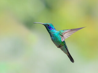 Fototapeta premium The lesser violetear (Colibri cyanotus), also known as the mountain violet-ear hummingbird, in flight against sunny background, San Jose Province, Costa Rica.