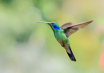Fototapeta premium The lesser violetear (Colibri cyanotus), also known as the mountain violet-ear hummingbird, flying, San Jose Province, Costa Rica.