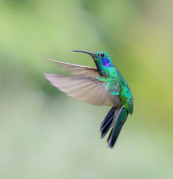 The lesser violetear (Colibri cyanotus), also known as the mountain violet-ear hummingbird, flying, San Jose Province, Costa Rica.