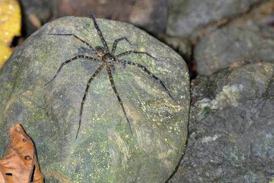 semi-aquatic wandering spider (Trechalea extensa) on a rock at the edge of a forest stream at night, Corcovado National Park, Osa Peninsula, Costa Rica.