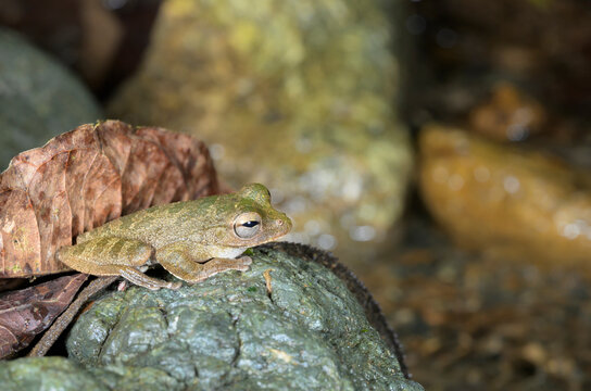 Panama cross-banded tree frog or pugnosed treefrog (Smilisca sila) on a rock in a water stream, COrcovado National Park, Osa Peninsula, Costa Rica.