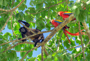 scarlet macaw (Ara macao) attacking a mantled howler monkey (Alouatta palliata) in almond tree canopy, Corcovado National Perk, Osa Peninsula, Costa Rica.